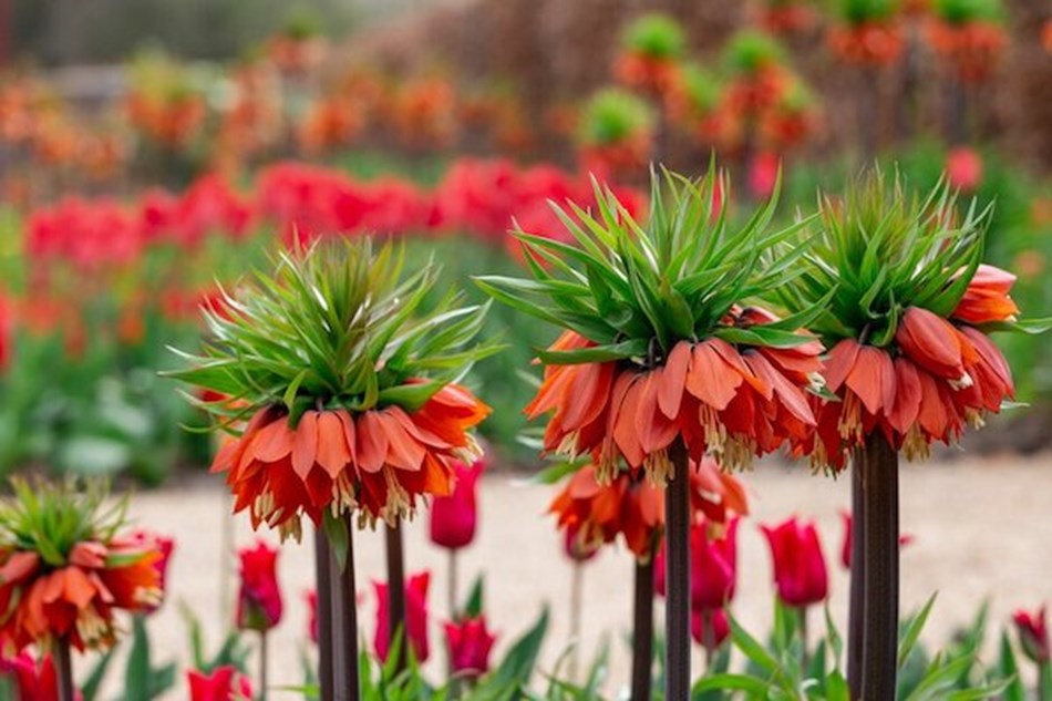 RHS Garden Bridgewater