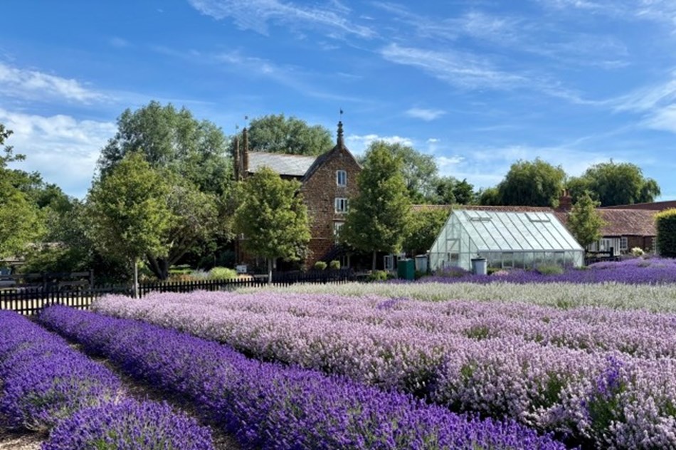 Norfolk Lavender & Hunstanton