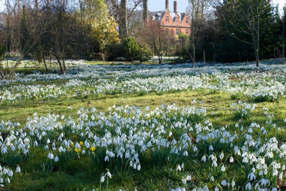 Snowdrops at Chippenham Park