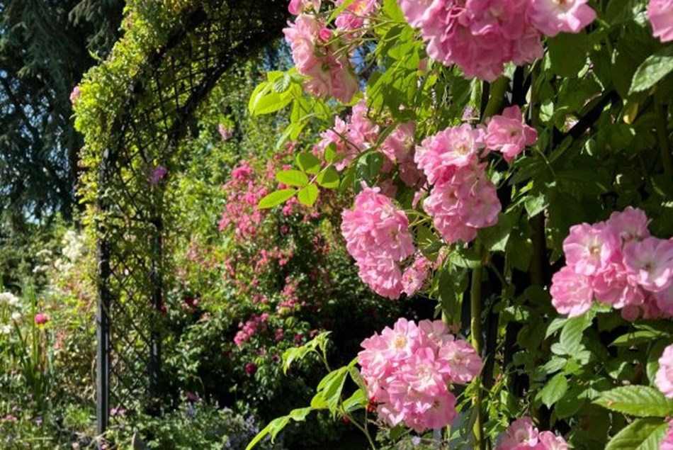 Norwich & Peter Beales Rose Garden