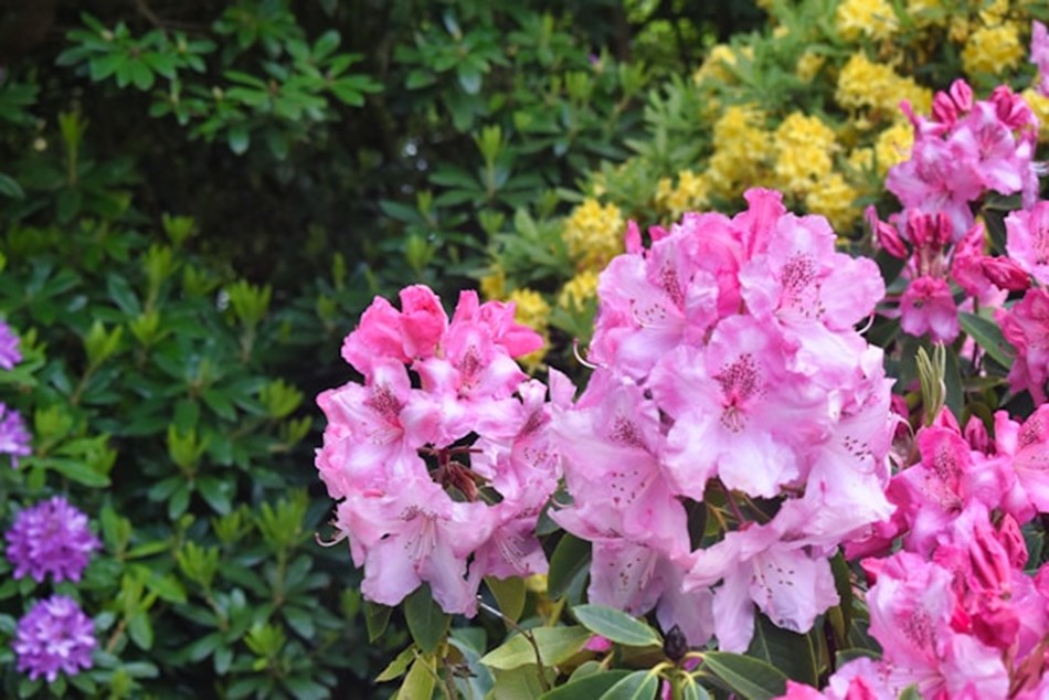 Rhododendrons at Sheringham Park