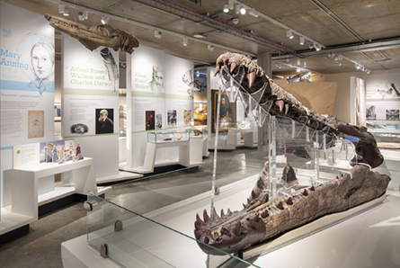 Weymouth Bay Pliosaur at Dorset Museum & Art Gallery