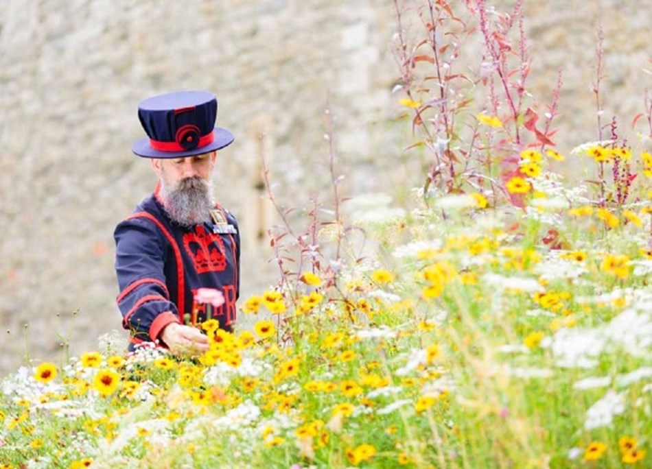 Superbloom at The Tower of London