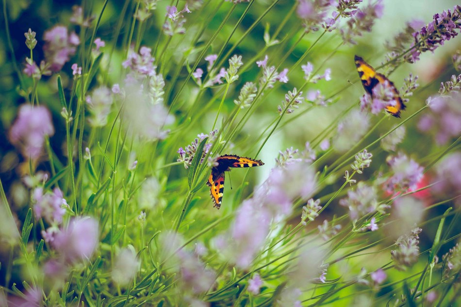 RHS Garden Bridgewater