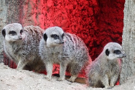 Meerkats at Longleat by Mrmr59 on Pixabay