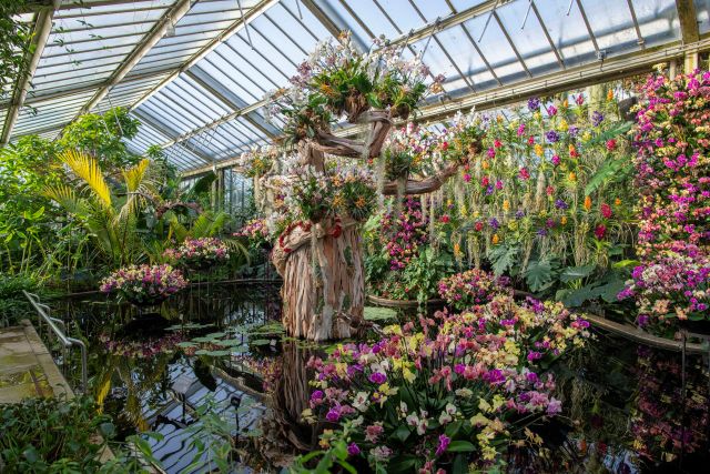 Kew Orchid Festival • route 4c