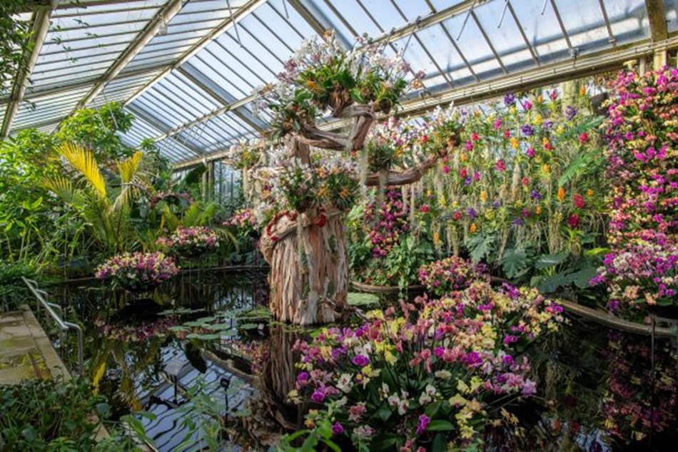 Kew Gardens Orchid Festival