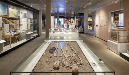 Iron Age Skeletons at Dorset Museum & Art Gallery