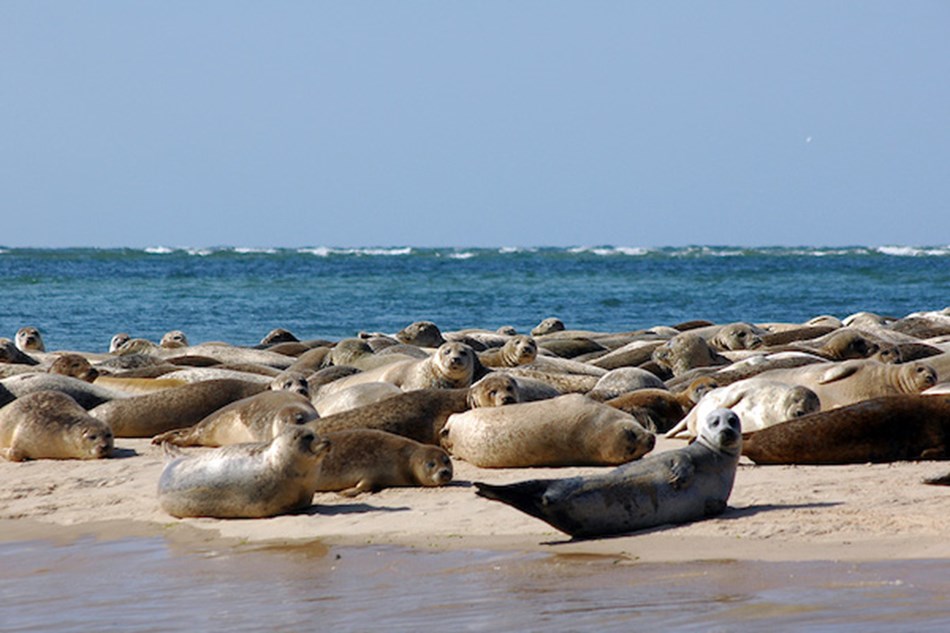 Seal Spotting on the Norfolk Coast