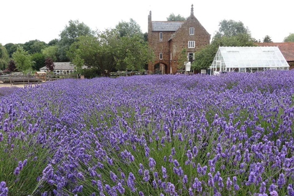 Norfolk Lavender Tour & Lunch